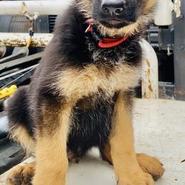 German Shepherds from Double A German Shepherds
