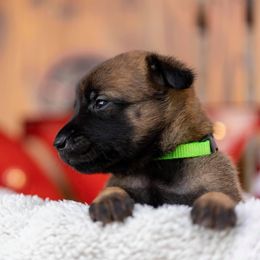 Belgian Malinois Puppies from Christina Potts Potts