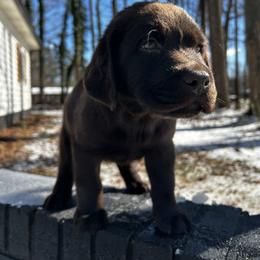 Labrador Retriever Puppies from Patton Premier Labs