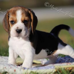AKC 'Kiki' - Black tan and white female Beagle puppy in Lamar, Missouri from Marti Acres ~ Boston Terrier & Beagles