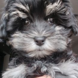 Paprika - Black and white female Havanese puppy in New Castle, Colorado from Havanese Havaton Pups