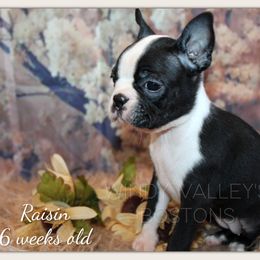 Girl 5- Raisin - Black and white female Boston Terrier puppy in North Central, Vermont from Windy Valley’s Bostons