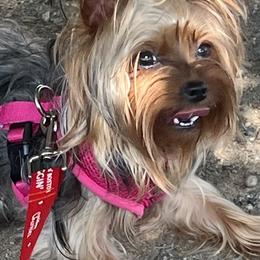 Layla - Yorkshire Terrier
