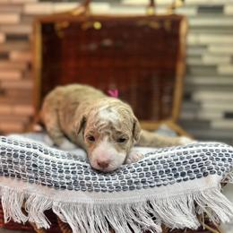 Pink - Cream female Poodle puppy in Twin Lake, Michigan from Paige's Poodles
