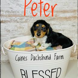 Peter - Piebald male Dachshund puppy in Cincinnati, Ohio from Caines Dachshund Farm