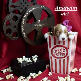 Anaheim (purple collar) girl - Apricot female Goldendoodle puppy in Corona, California from Fluffy Puppy Mini Doodles LLC