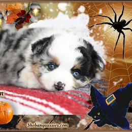 Girl 3 - female Toy Australian Shepherd puppy in Ellsinore, Missouri from Shebang Aussies