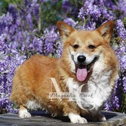 Sherlock - Pembroke Welsh Corgi