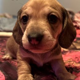 Boy 1 - Gray and cream male Dachshund puppy in Palm Coast, Florida from Michelle’s Mini Dachshunds
