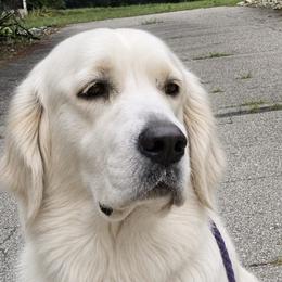 Annie - Golden Retriever