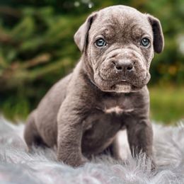 Max - Gray male Cane Corso puppy in Kent, Washington from Grande Kennels