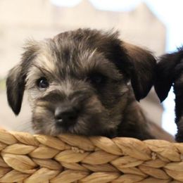 Frankie - Salt and pepper male Miniature Schnauzer puppy in Yucaipa, California from Mt. View's Pretty Little Schnauzers