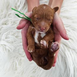 Cavapoo Puppies from My QT Doodles