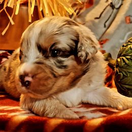 Phantom - Blue merle male Australian Shepherd puppy in Warren, New Hampshire from Waggle Time Farms