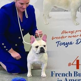 Bulldogs and French Bulldogs from Empire Bulldogs & French Bulldogs