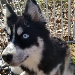 Pomskies from The Looking Glass Kennel