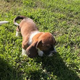 Boy 2 - Black brown and white male Basset Hound puppy in Manteca, California from AKC Basset Hounds Puppy