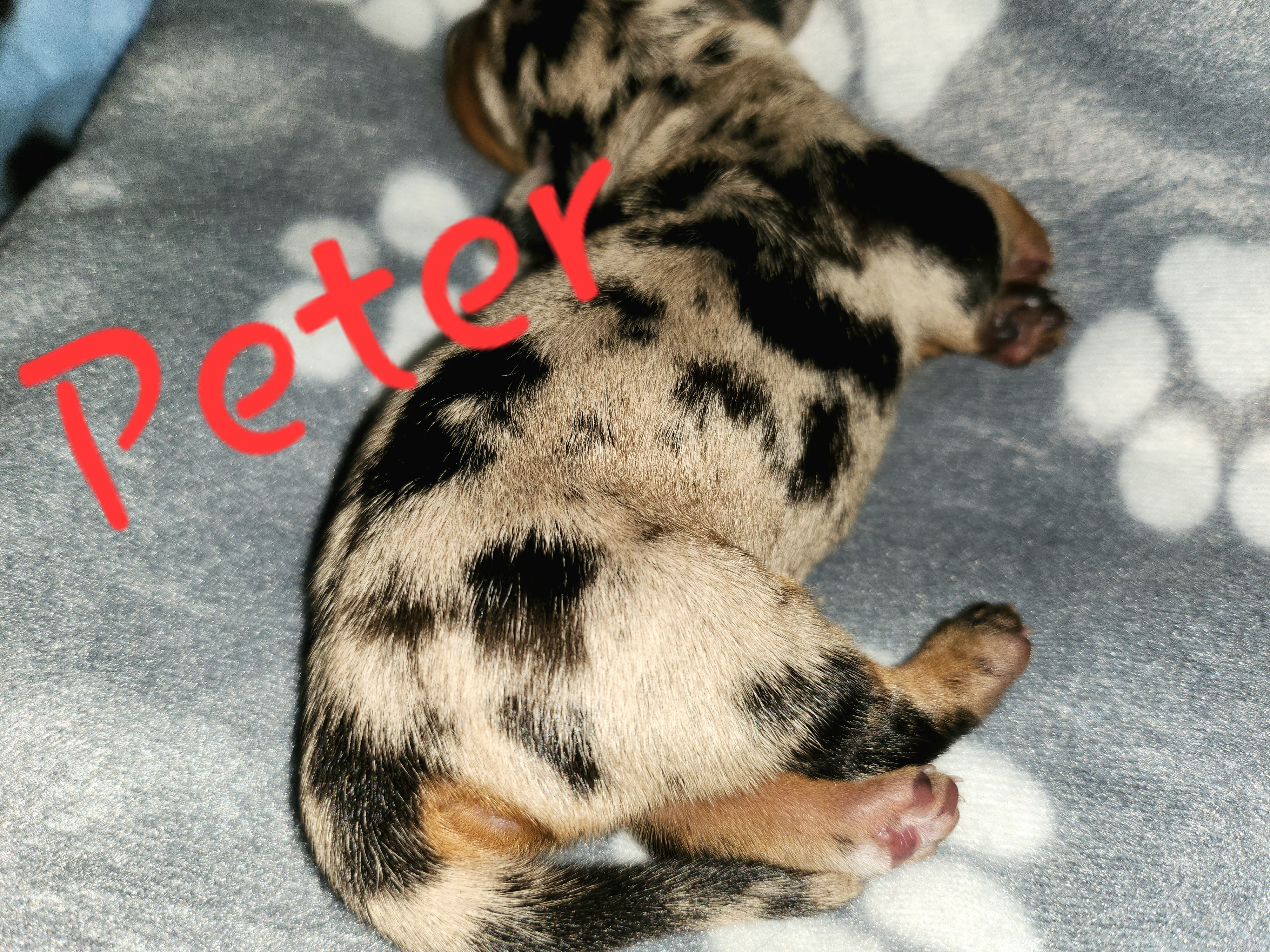 Peter - Dapple Dachshund puppy in Crosby, Texas from House of Slinkys