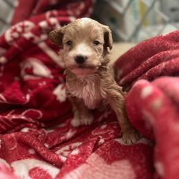 Daphney - Red  female Goldendoodle puppy in Cumberland, Rhode Island from minigoldendoodlesofRI