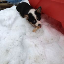Pembroke Welsh Corgi Puppies from Just My Size Farmstead