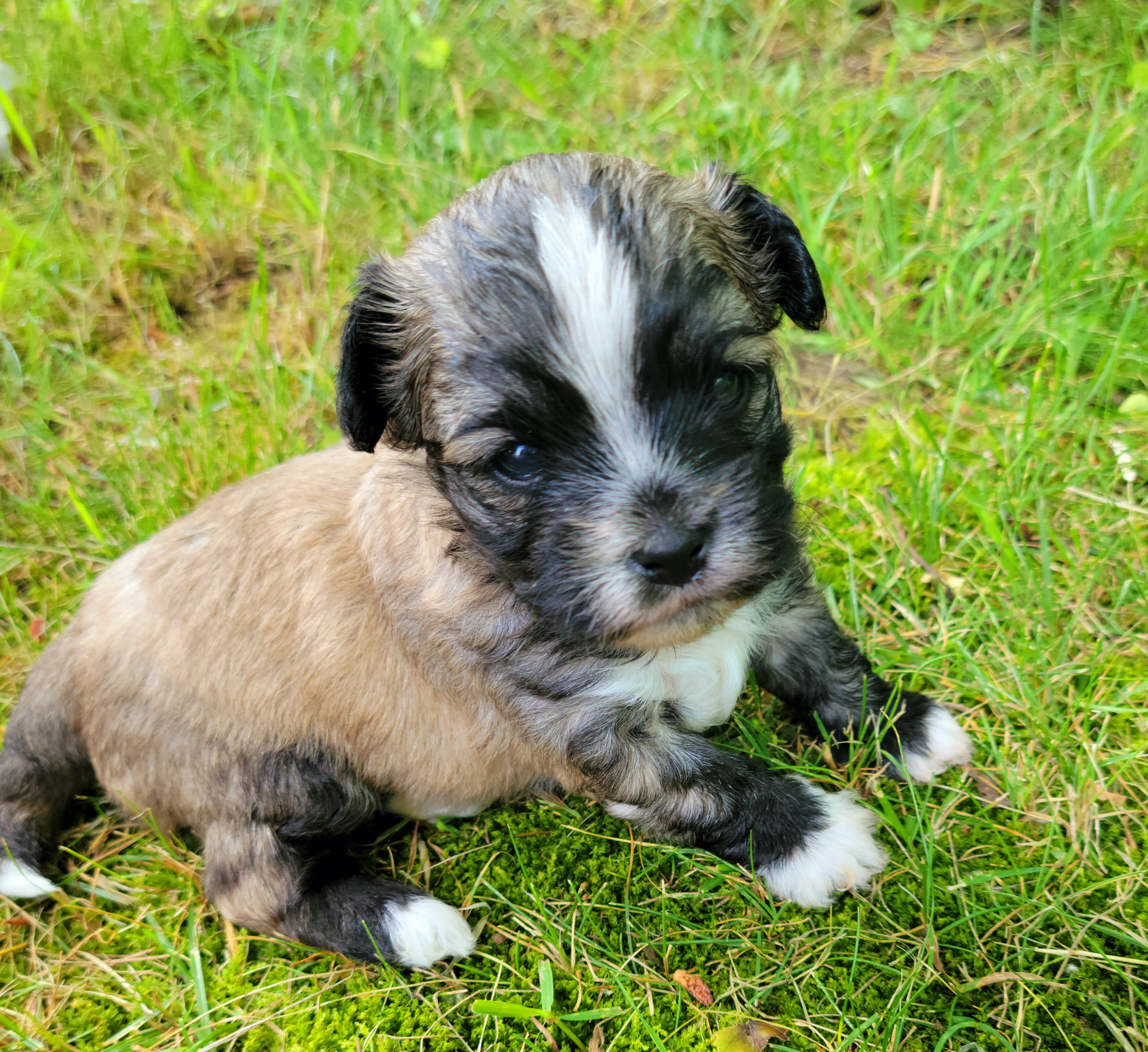 Shihpoo Puppies from Perfect Companion Puppies