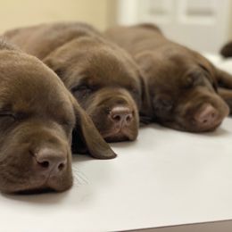 Labrador Retriever Puppies from Hidden River Retrievers