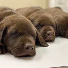 Labrador Retriever Puppies from Hidden River Retrievers