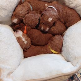 Goldendoodle Puppies from Dubey Doodles (AnC Oodles of Doodles)