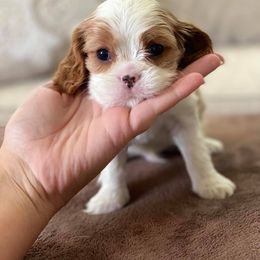 Cavalier King Charles Spaniel Puppies from CK Cavaliers