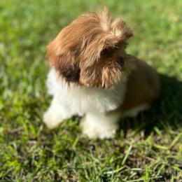 CKC Girl 2 - Red and white female Shih Tzu puppy in Houston, Texas from Paws n Claws