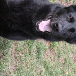 Bri - German Shepherd