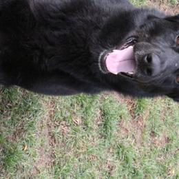 Bri - German Shepherd