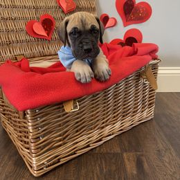 Great Dane Puppies from Lazuli Great Danes