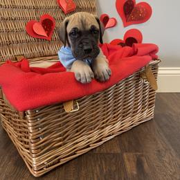 Great Dane Puppies from Lazuli Great Danes