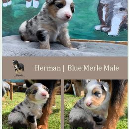 Miniature American Shepherd Puppies from Jennifer Shaneberger