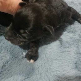 Miniature Schnauzers from A&W Miniature Schnauzers