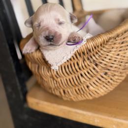 Female pick 2 - Light golden female Golden Retriever puppy in Colville, Washington from Columbia Ridge Goldens