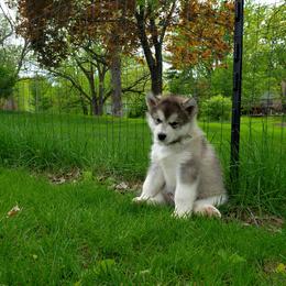 Alaskan Malamute Puppies from Delphi Alaskan Malamutes