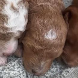 Frosted Tips Apricot Red Male - Red  male Goldendoodle puppy in Clarksville, Tennessee from Tennessee Goldendoodles, since 2014