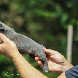 Bianca - Gray female Cane Corso puppy in Cable, Ohio from Americana Cane Corso