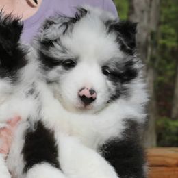 Shetland Sheepdogs from Wellington Shelties