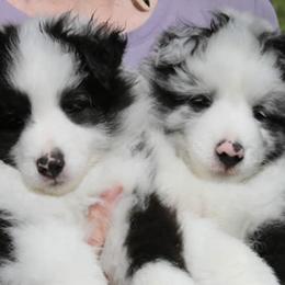 Shetland Sheepdogs from Wellington Shelties