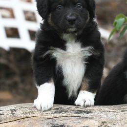 Australian Shepherd Puppies from Diamond C Aussies