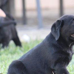 Golden Retrievers and Labrador Retrievers from Vara Family Retrievers