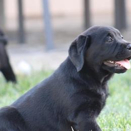 Golden Retrievers and Labrador Retrievers from Vara Family Retrievers