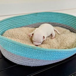 Chihuahua Puppies from Wilds Farms