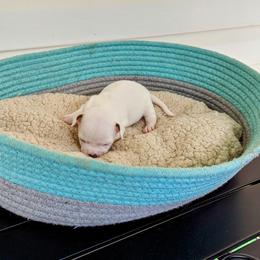 Chihuahua Puppies from Wilds Farms