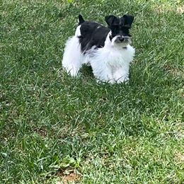 Valor - Miniature Schnauzer