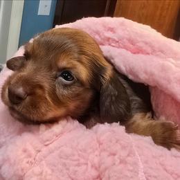 Ginger - Chocolate and tan female Dachshund puppy in Homosassa, Florida from Foxies Doxies