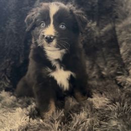 Colt - Black tri male Miniature Australian Shepherd puppy in Queen Creek, Arizona from Arizona Aussies